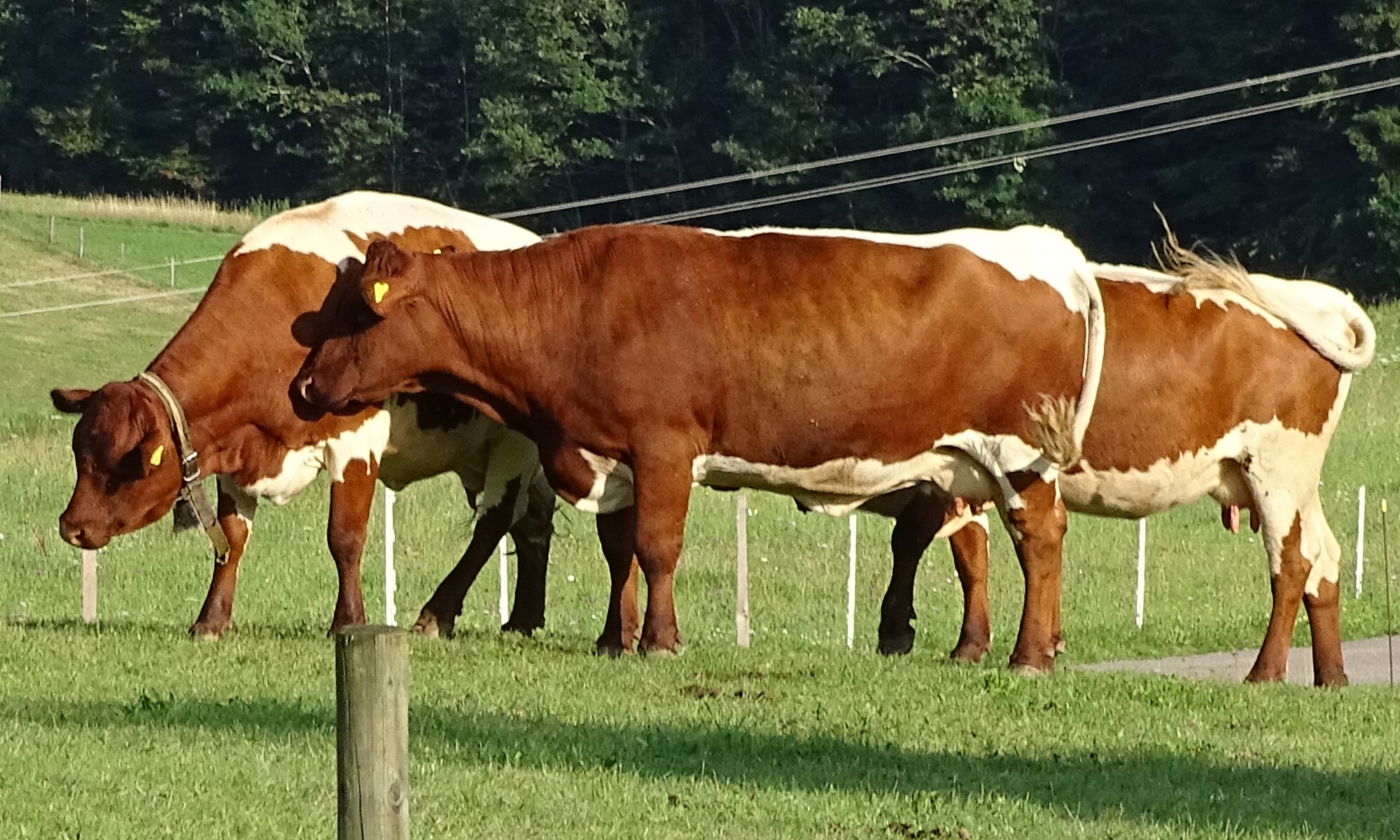 Pinzgauer Bärenhof