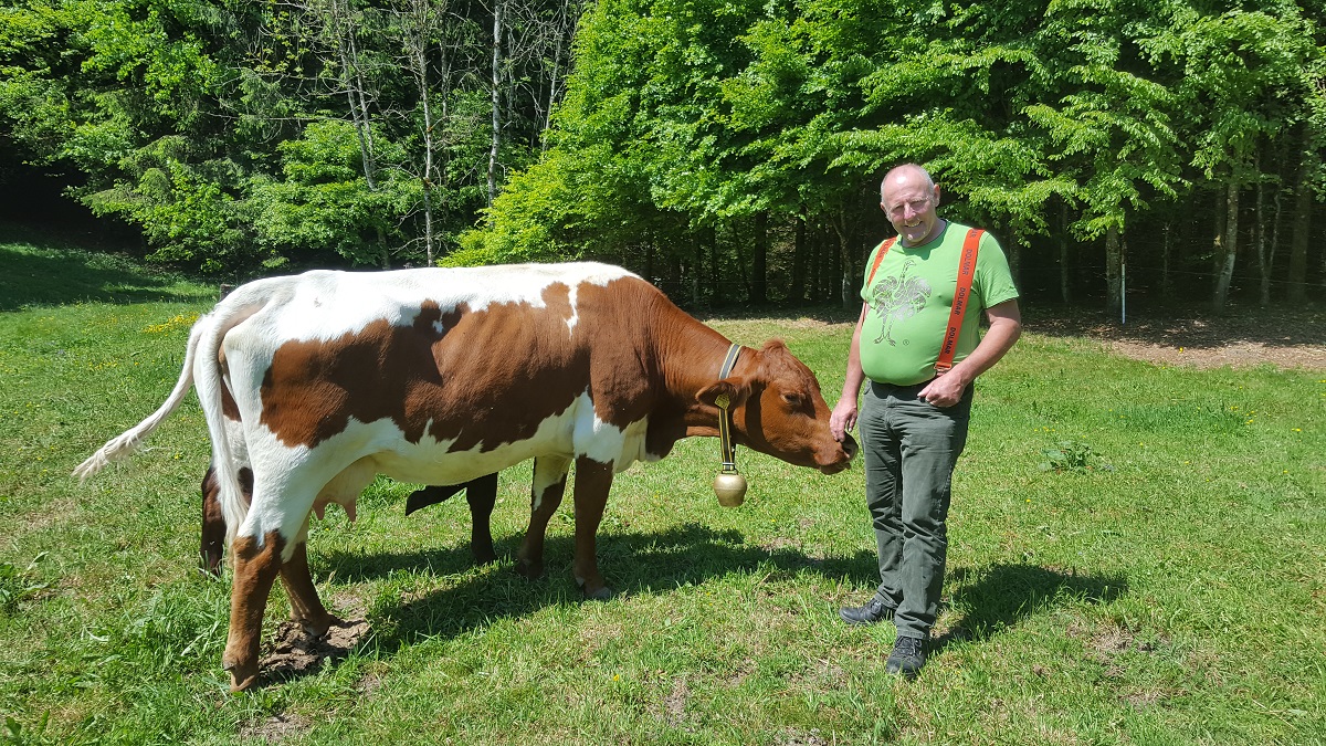 pinzgauer rind bärenhof